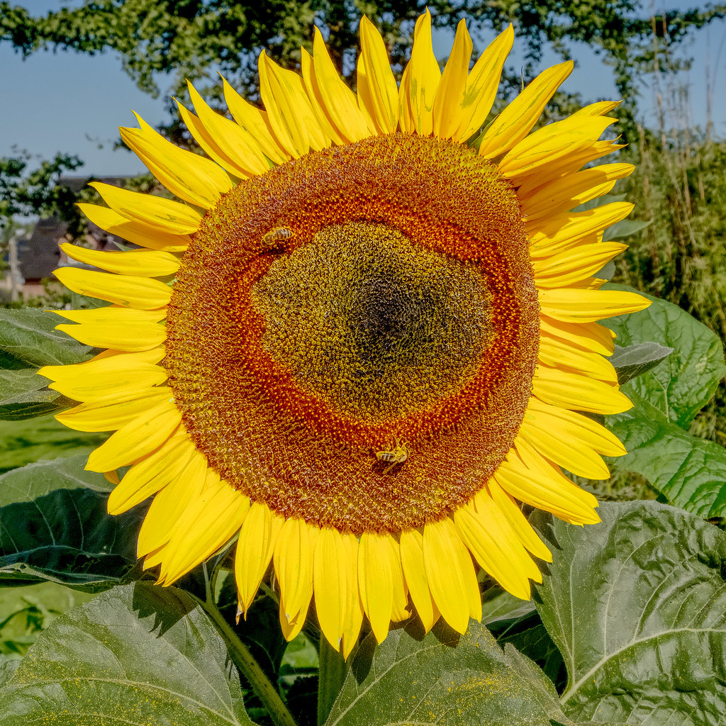 Carta del tarot El Sol con niño en caballo bajo un sol radiante y girasoles