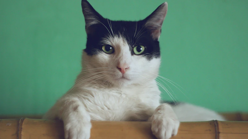 Gato negro de ojos dorados mirando fijamente a la cámara, símbolo de misterio y protección espiritual