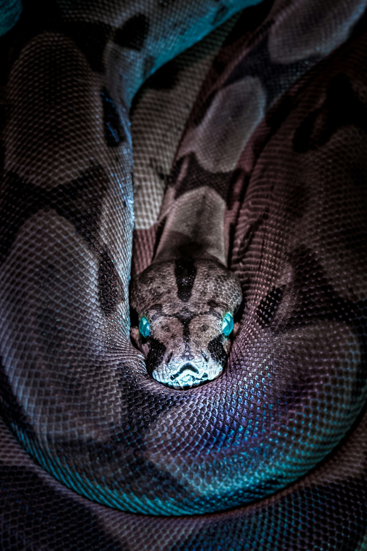 Serpiente boa antes de mudar de piel, símbolo de transformación en los sueños