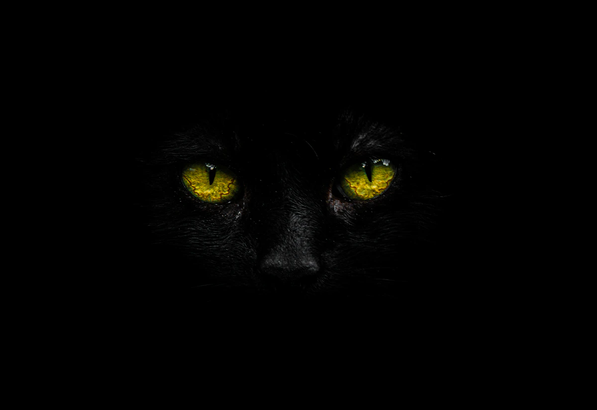 Gato negro misterioso en la oscuridad, símbolo de intuición en sueños